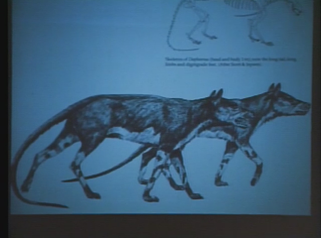 Thumbnail image for Coevolution of Predator-Prey Relationships in Mammals - Christine Janis